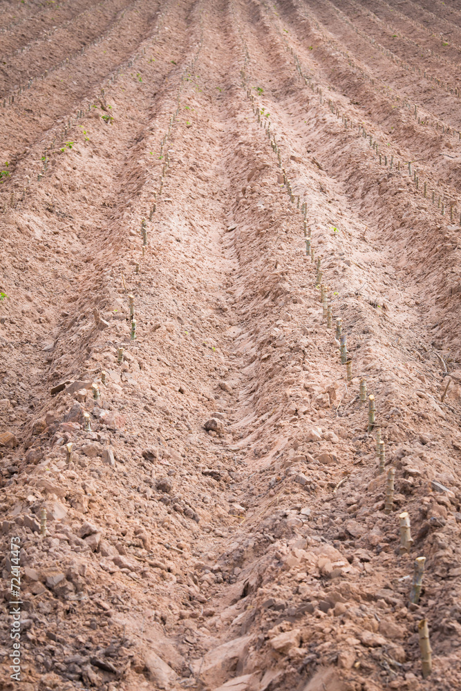 start cultivation Cassava or manioc plant field at Thailand start cultivation Cassava or manioc plant field at Thailand