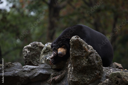 Fototapeta Naklejka Na Ścianę i Meble -  Bär, panda, 