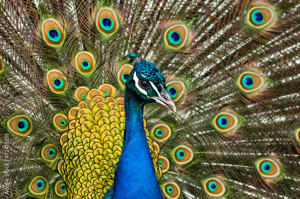 Fototapeta premium Attractive peacock