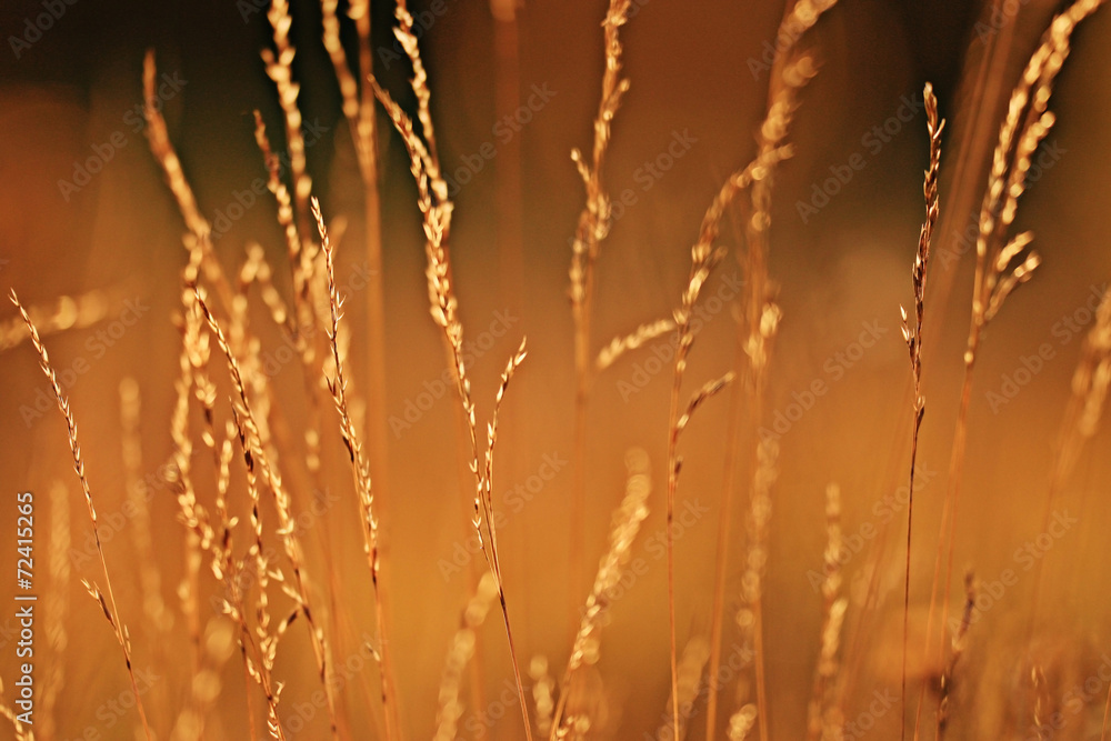 blurred background dry grass sunset