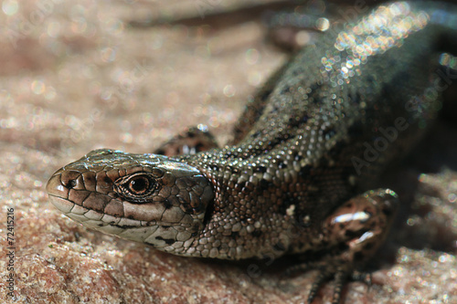 brown lizard on a rock close