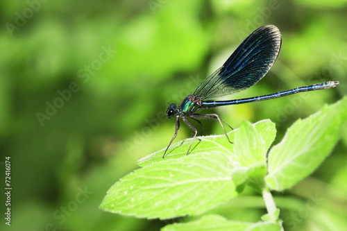 Dragonfly on green grass © aleksandarfilip