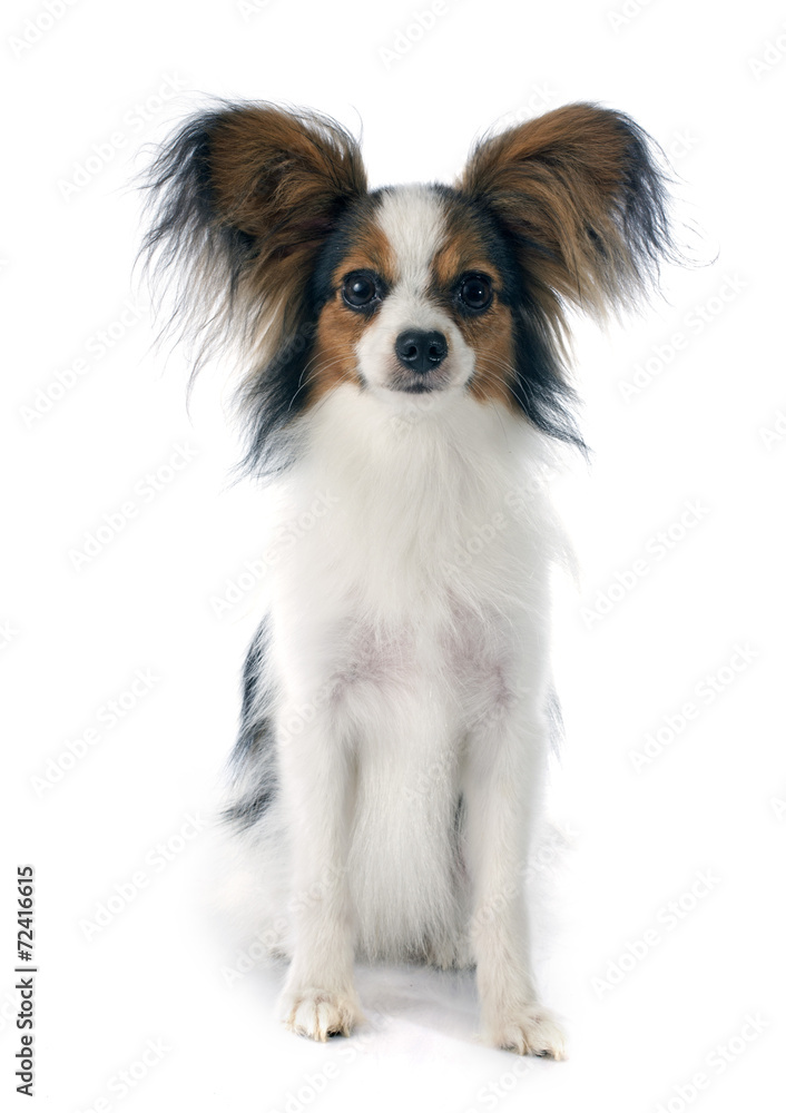 young papillon young papillon