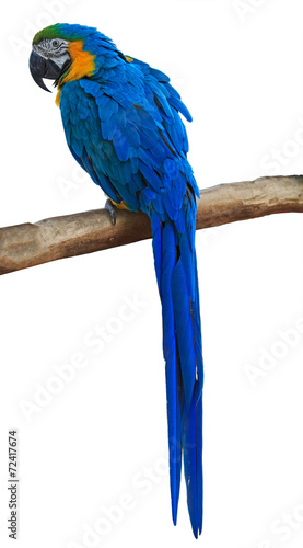 Parrot Isolated on white background