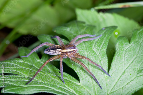 Raft spider, dolomedes fimbriatus on a green leaf