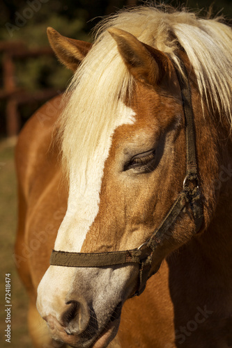 Portrait of nice brown horse