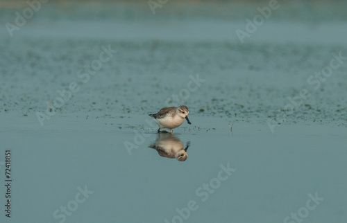 Spoon-billed Sandpiper photo