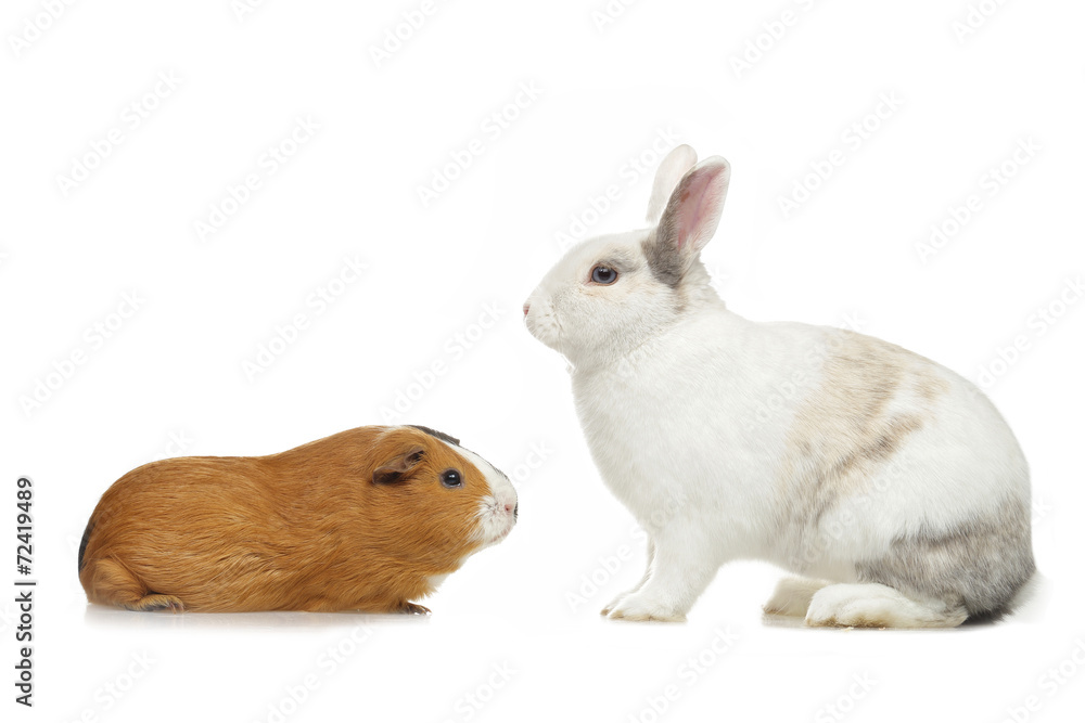 Fototapeta premium lapin nain et cobaye