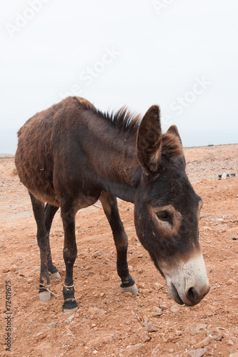 Brown donkey