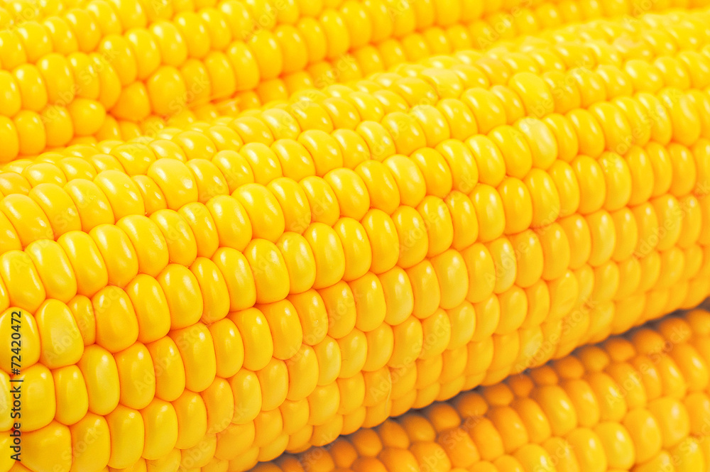 Fresh raw corn on white background. isolated Fresh raw corn on white background. isolated