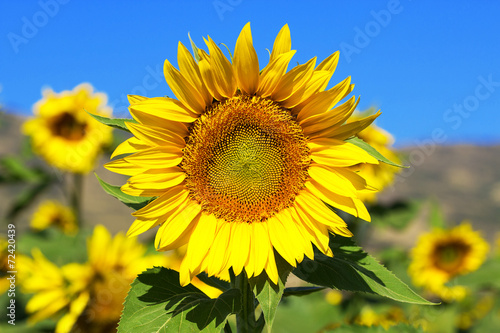 Sunflower background sky