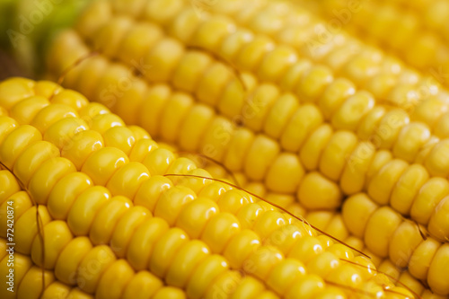 Ears of fresh corn. Close up of sweet corn
