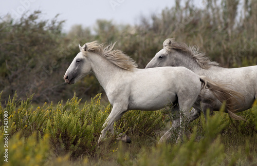 Beautiful horses running in the field