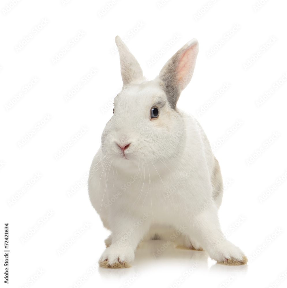 lapin nain blanc lapin nain blanc