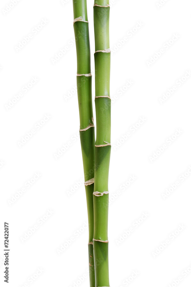 Bamboo isolated on white Bamboo isolated on white