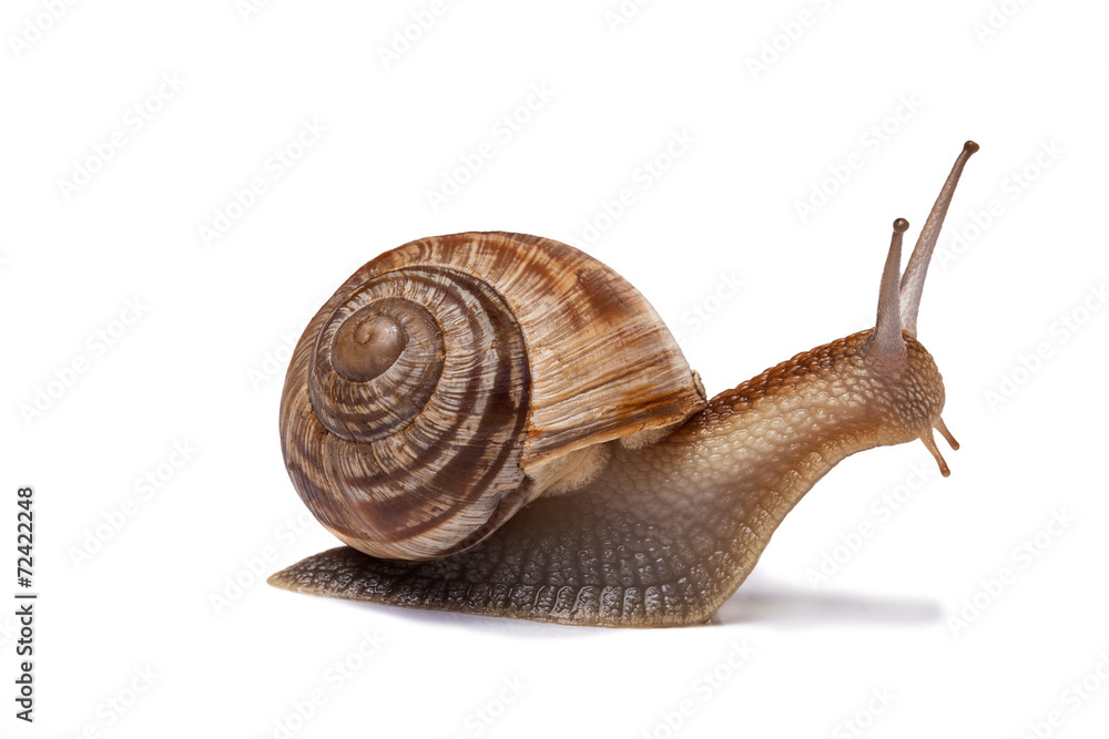 snail on the white background - obrazy, fototapety, plakaty 