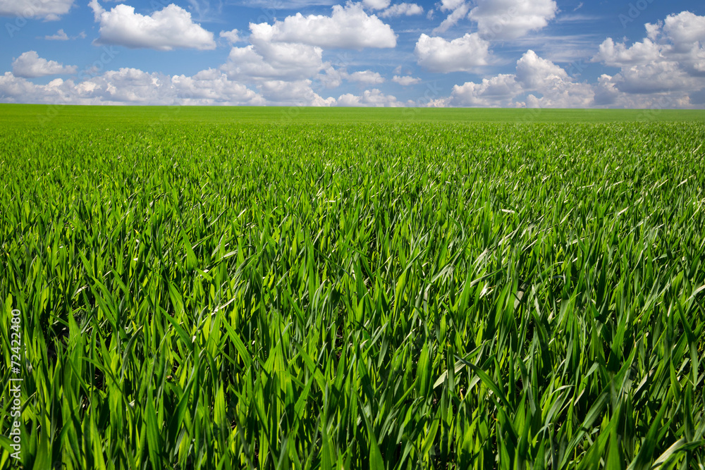 Background image of lush grass field under blue sky Background image of lush grass field under blue sky