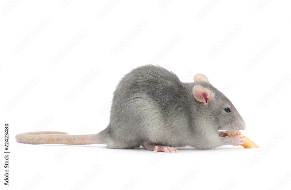 rat rat
