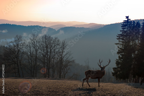 Deer © Laszlo