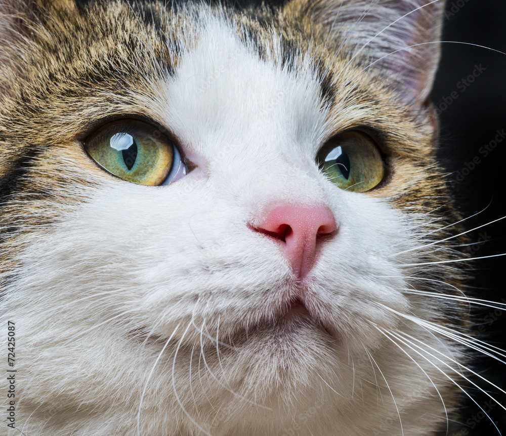 a cat portrait close up