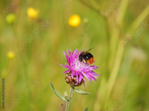Крупный план пчелы на поле © kimbelij