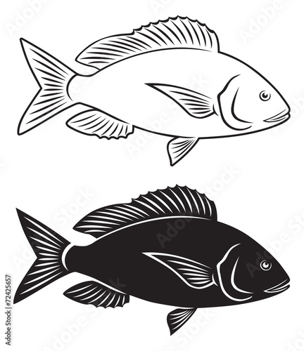 fish dentex