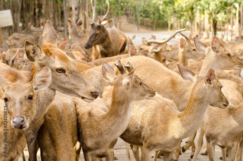 Obraz premium Deers in the park