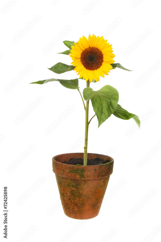 Obraz premium Sunflower in pot