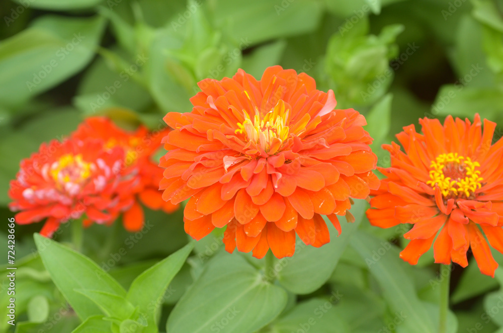 zinnia flower in garden zinnia flower in garden