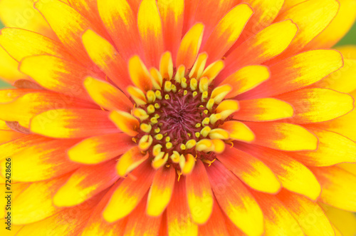 zinnia flower as background