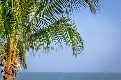 Palm tree on the sky