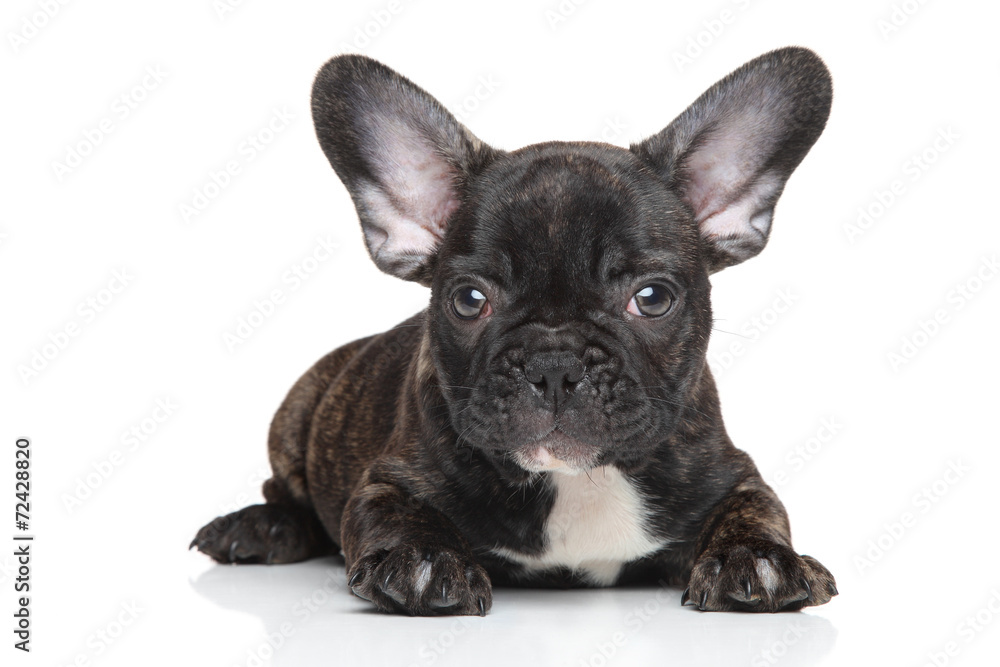 Fototapeta premium Bulldog puppy