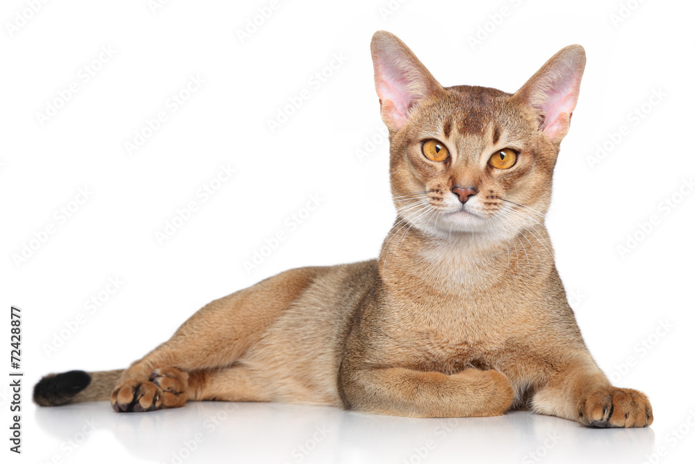 Fototapeta premium Abyssinian cat