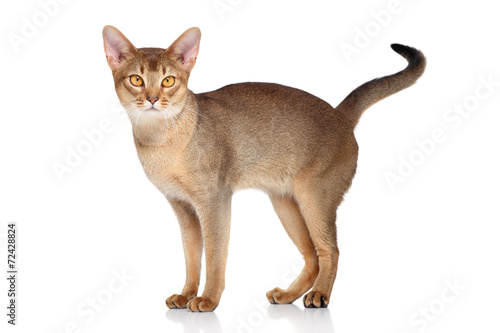 Fototapeta Naklejka Na Ścianę i Meble -  Abyssinian cat