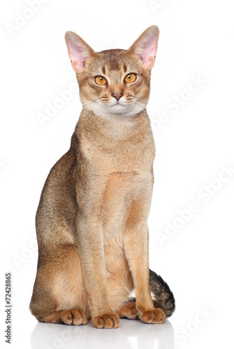 Fotografie Abyssinian cat