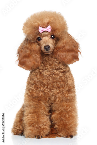 Toy poodle with pink bow