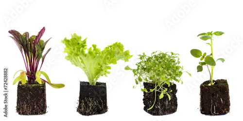 isolated seedling on white background