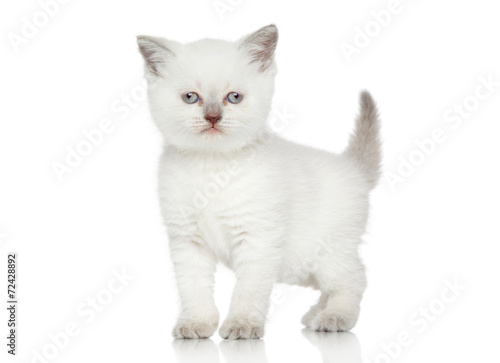 Fototapeta Naklejka Na Ścianę i Meble -  British shorthair kitten