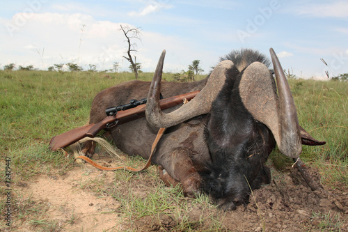 Trophy African antelopes of the black wildebeest with a rifle photo