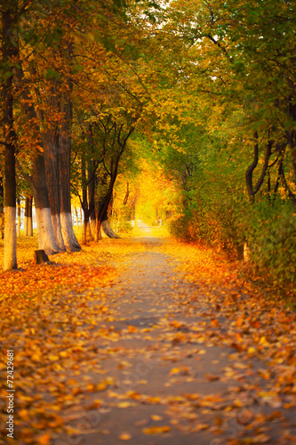 Wallpaper Mural Colorful foliage in the autumn park Torontodigital.ca