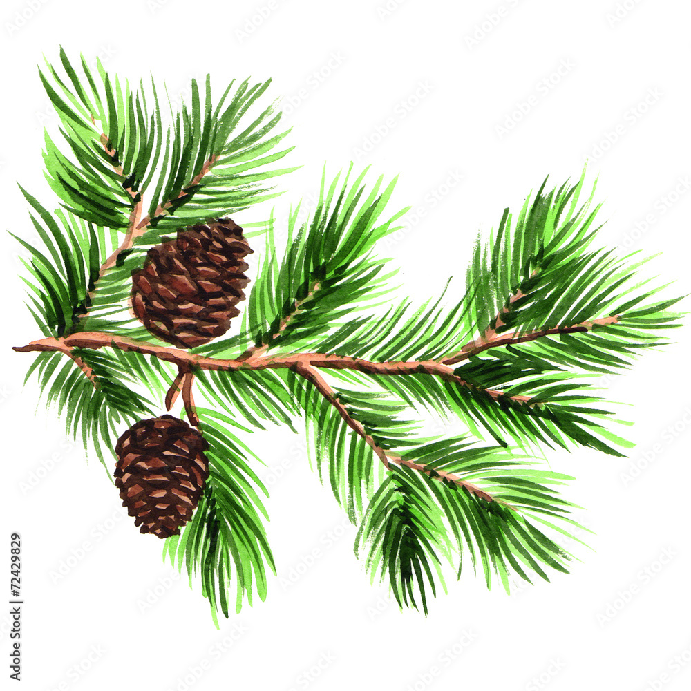 Fototapeta premium Pine branch with cones on a white background