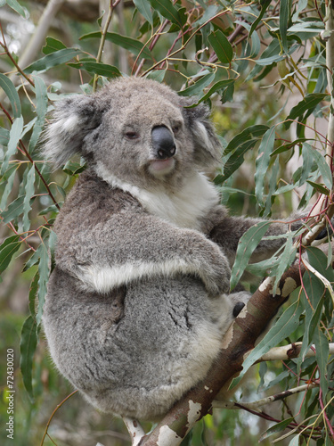 Koala  Phascolarctos cinereus  in an Eucalyptus tree