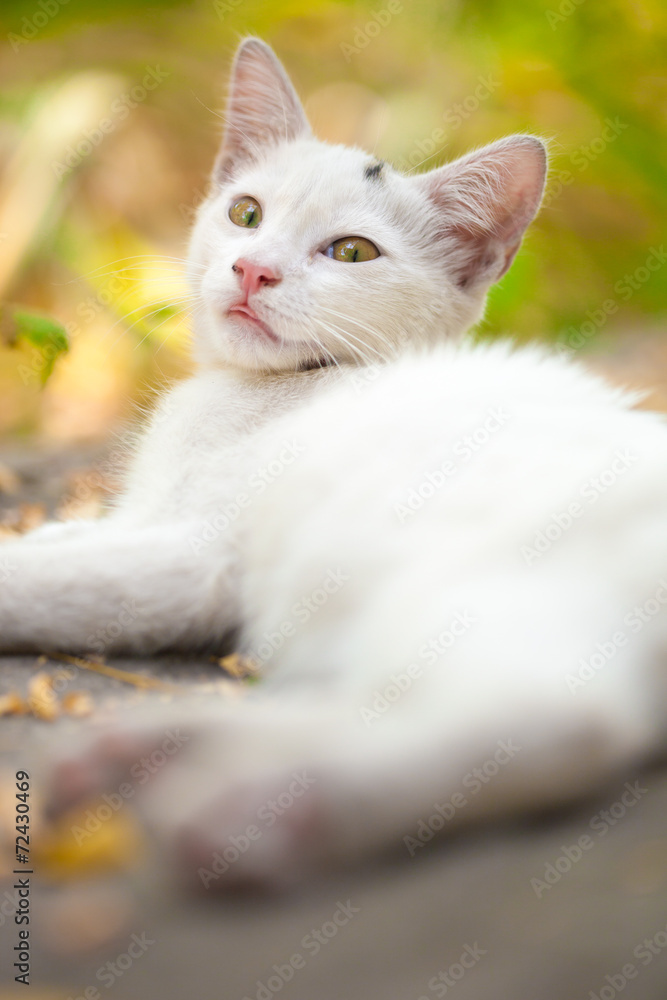 Close-up of a street cat
