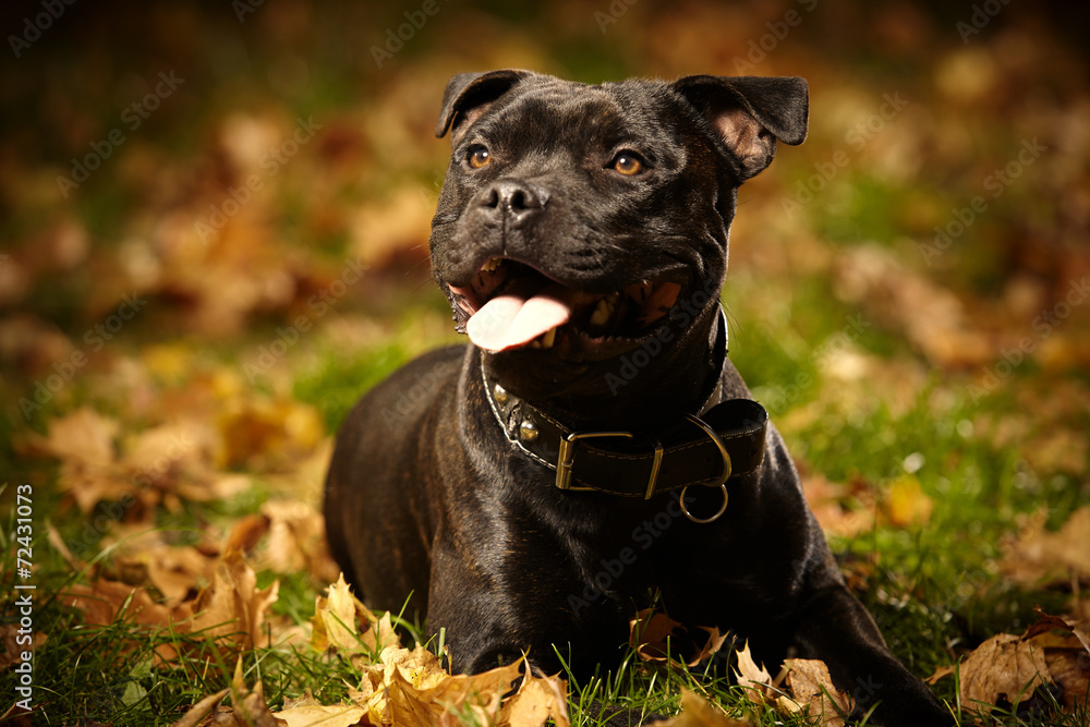 Staffordshire bull terrier on autumn leaves
