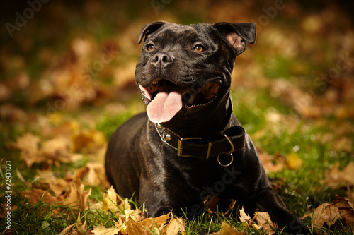 Canvas Print Nice Staffordshire bull terrierlaying in park