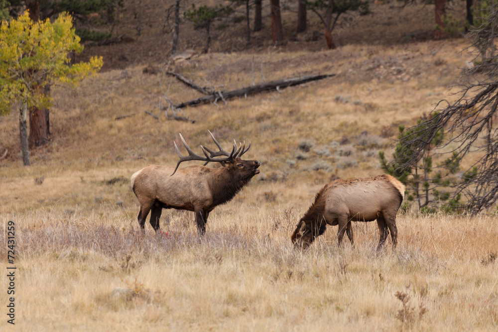 Bull Elk Bugling at Cow in Rut