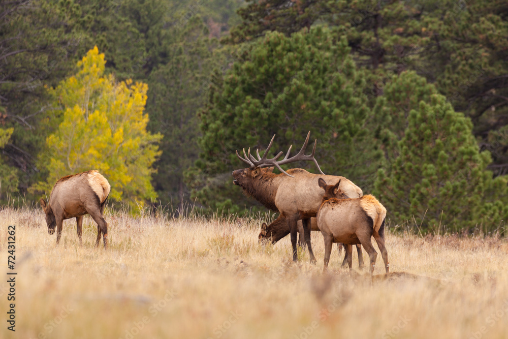 Elk Herd in Rut Elk Herd in Rut