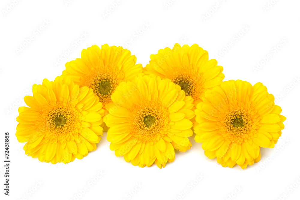 Beautiful daisy gerbera Beautiful daisy gerbera