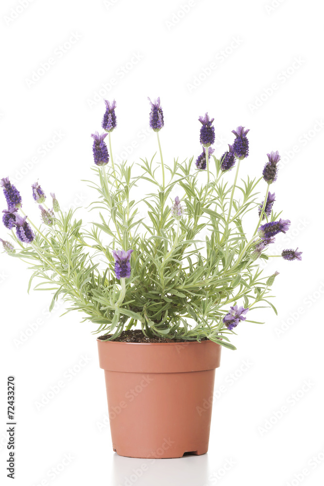 Lawender flower in a pot Lawender flower in a pot