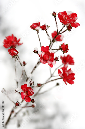 snow on the red flowers
